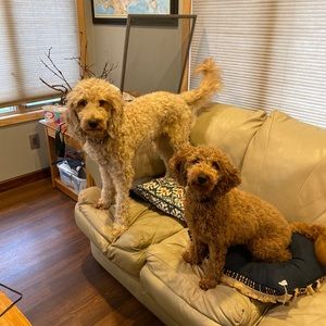 Meet your Posher, Elissa